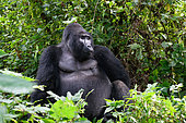Mountain gorilla (Gorilla beringei beringei), silverback, Bwindi, Uganda