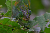 Jackson's Chameleon(Trioceros jacksonii) female, Bwindi, Uganda