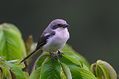 Mackinnon's Shrike(Lanius mackinnoni ), Bwindi, Uganda