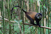 Golden Monkey (Cercopithecus kandti), in a bamboo forest, Mgahinga, Uganda
