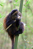 Golden Monkey (Cercopithecus kandti), feeding on bambou stem, Mgahinga, Uganda
