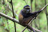 Golden Monkey (Cercopithecus kandti), young grooming himself, Mgahinga, Uganda