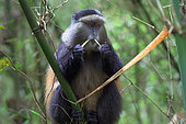 Golden Monkey (Cercopithecus kandti), feeding on bambou stem, Mgahinga, Uganda