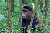 Golden Monkey (Cercopithecus kandti), Mgahinga, Uganda