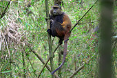 Golden Monkey (Cercopithecus kandti), female and baby in a bambou forest, Mgahinga, Uganda