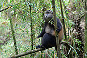 Golden Monkey (Cercopithecus kandti), Mgahinga, Uganda