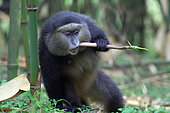 Golden Monkey (Cercopithecus kandti), feeding on bambou stem, Mgahinga, Uganda