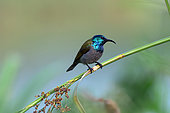 Green-headed Sunbird (Cyanomitra verticalis) male, Uganda
