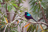 Red-chested Sunbird(Cinnyris erythrocercus) male, Uganda