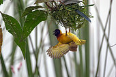 Village Weaver (Ploceus cucullatus) dysplaying under the nest, Uganda