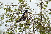 Levaillant's Cuckoo(Clamator levaillantii ) M'buro lake, Uganda
