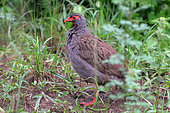 Red-necked Spurfowl(Pternistis afer), M'buro lake, Uganda