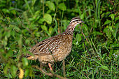 Crested Francolin (Ortygornis sephaena), Uganda