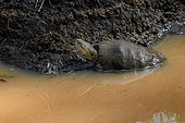 Helmeted Terrapin (Pelomedusa subrufa), M'buro lake, Uganda.