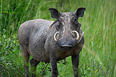 Warthog (Phacochoerus africanus) Uganda -