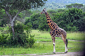 Rothschild's giraffe (Giraffa camelopardalis rothschildi), M'buro lake, Uganda -