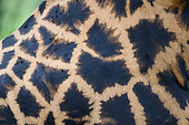 Rothschild's giraffe (Giraffa camelopardalis rothschildi), coat detail M'buro lake, Uganda -