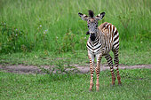 Boehm's zebra, (Equus quagga boehmi), foal, Mburo lake, Uganda