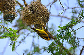 Village Weaver (Ploceus cucullatus) male building a nest , Uganda