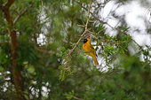 Lesser Masked Weaver(Ploceus intermedius), building a nest, Ouganda