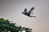 Black-and-white-casqued Hornbill (Bycanistes subcylindricus) flying with a berry in the beak, Uganda