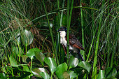 Blue-headed Coucal (Centropus monachus) Mabamba swamp, Uganda