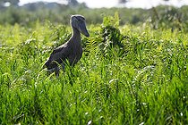 Bec-en-sabot du Nil (Balaeniceps rex), marais de Mabamba, Ouganda,