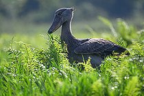 Bec-en-sabot du Nil (Balaeniceps rex), marais de Mabamba, Ouganda,