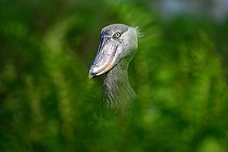 Bec-en-sabot du Nil (Balaeniceps rex), marais de Mabamba, Ouganda,