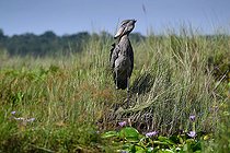 Bec-en-sabot du Nil (Balaeniceps rex), marais de Mabamba, Ouganda