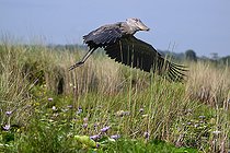 Bec-en-sabot du Nil (Balaeniceps rex), prenant son envol, marais de Mabamba, Ouganda