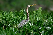 Héron pourpré(Ardea purpurea), marais de Mabamba, Ouganda