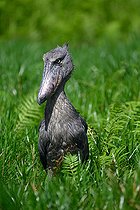 Bec-en-sabot du Nil (Balaeniceps rex), marais de Mabamba, Ouganda,