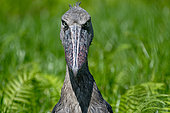 Shoebill (Balaeniceps rex), Mabamba swamp, Uganda