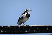 African Pied Wagtail (Motacilla aguimp), singing, Uganda