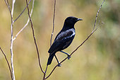 Sooty Chat(Myrmecocichla nigra), Uganda