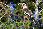 Red-billed hornbill (Tockus erythrorhynchus) on a branch, Laikipia province, Kenya