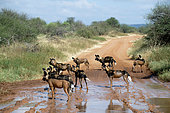 Pack of Wild Dogs (Lycaon pictus) near a rare waterhole after a rain shower, Laikipia province, Kenya