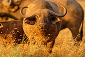 Cape buffalo (Syncerus caffer) in the savannah, Laikipia province, Kenya