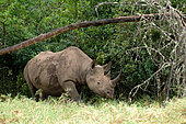 Black rhinoceros (Diceros bicornis), in a forest on Solio ranch, Laikipia region, Kenya
