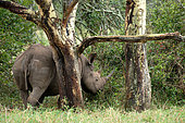 Black rhinoceros (Diceros bicornis), in a forest on Solio ranch, Laikipia region, Kenya