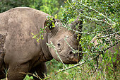 Black rhinoceros (Diceros bicornis) eating leaves in a forest, Laikipia region, Kenya