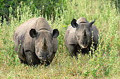 Black rhinoceros (Diceros bicornis) female and calf in the savannah, Laikipia region, Kenya