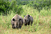 Black rhinoceros (Diceros bicornis) female and calf in the savannah, Laikipia region, Kenya