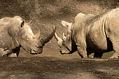 Fight between two White Rhinoceroses ( Ceratotherium simum), Solio ranch, Laikipia region, Kenya