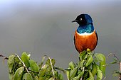 Superb starling (Lamprotornis superbus) on a branch, Laikipia region, Kenya