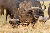 Cape buffalo (Syncerus caffer) in the savannah, Laikipia province, Kenya