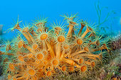 Details of Yellow Cluster Anemone (Parazoanthus axinellae), Ventimiglia, Italy, Ligurian Sea, Mediterranean