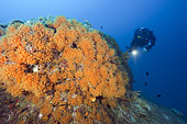 Rebreather diver watching a rock covered with Yellow Cluster Anemone (Parazoanthus axinellae), Ventimiglia, Italy, Ligurian Sea, Mediterranean