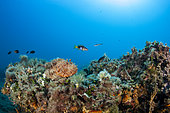 Great rockfish, (Scorpaena scrofa) lying on the sea bottom. Ventimiglia, Italy, Ligurian Sea, Mediterranean